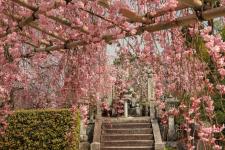 圓光寺