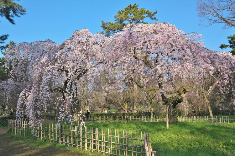 京都御苑