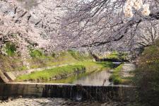 玉川堤