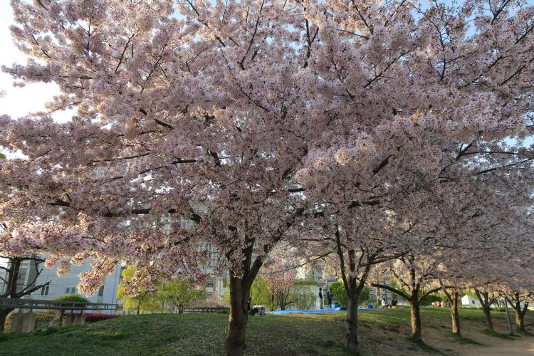 扇町公園 ドライブコンサルタント