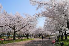 万博記念公園