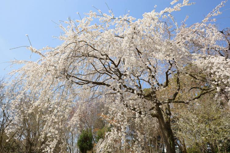 服部緑地都市緑化植物園