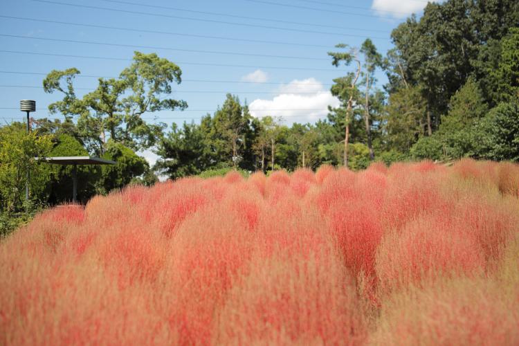 服部緑地都市緑化植物園