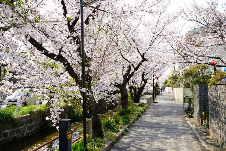 玉串川の桜並木