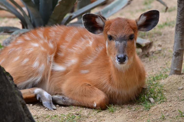 神戸どうぶつ王国