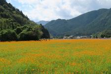清住のコスモス畑