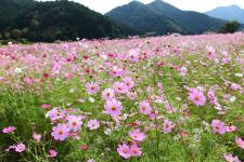 清住のコスモス畑