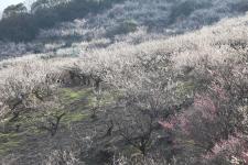 綾部山梅林
