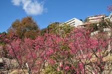 岡本梅林公園