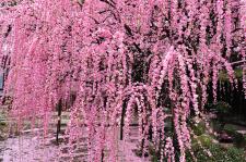 八木のしだれ梅（村上邸）