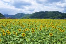 佐用町南光ひまわり畑