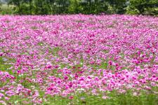 ひまわりの丘公園