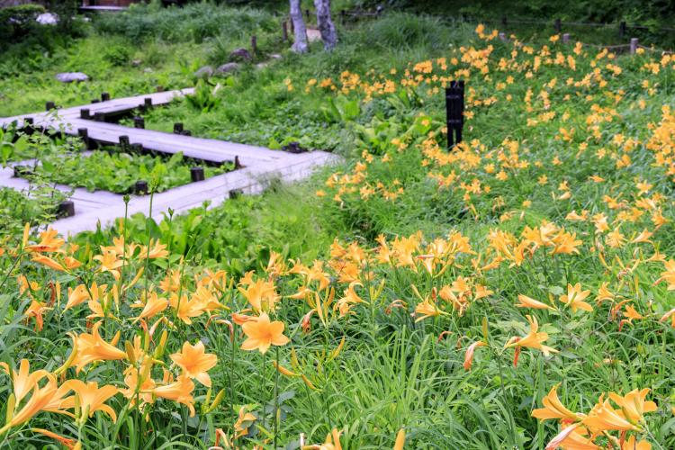 六甲高山植物園