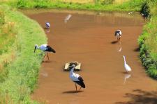 兵庫県立コウノトリの郷公園