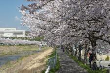 武庫川さくら回廊