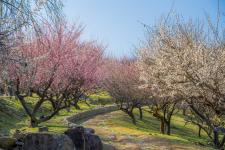 御津自然観察公園（世界の梅公園）