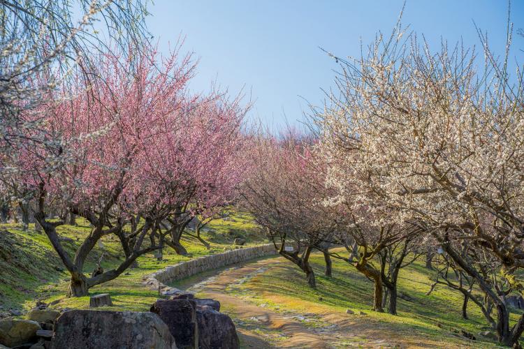 御津自然観察公園(世界の梅公園)