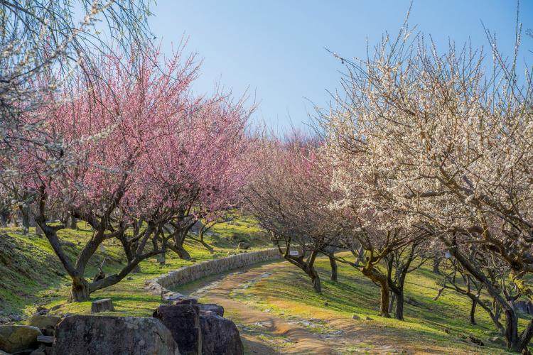 御津自然観察公園（世界の梅公園）