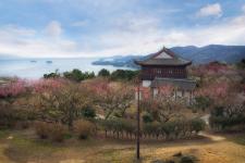 御津自然観察公園（世界の梅公園）
