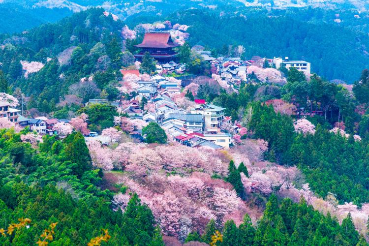 金峯山寺(吉野山/下千本エリア)