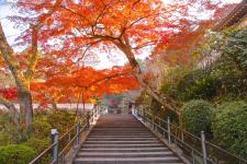 岡寺