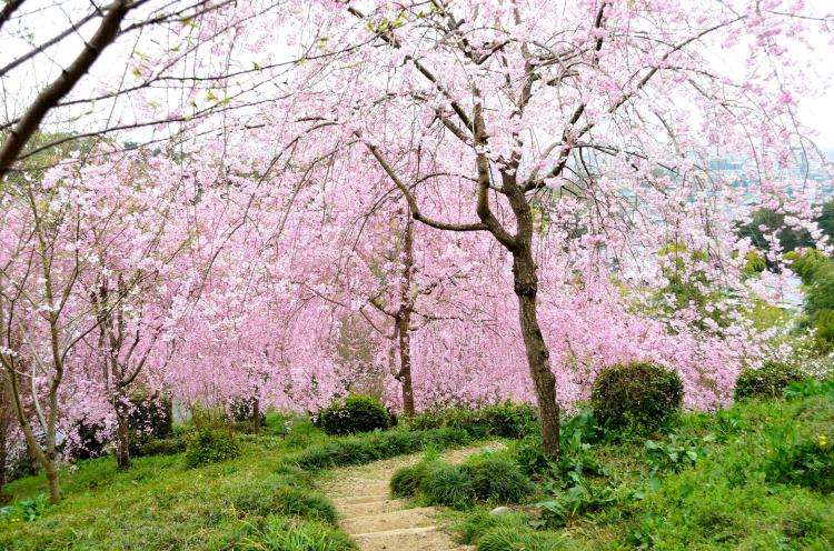 大神神社