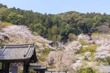 長谷寺