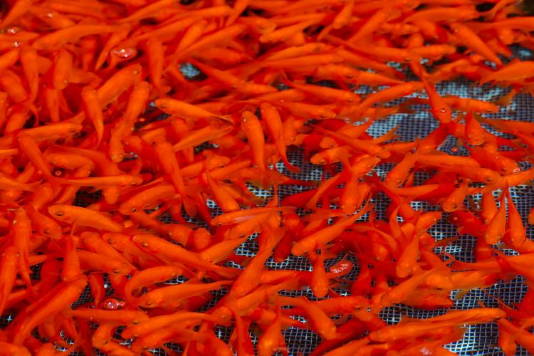 郡山金魚資料館 ドライブコンサルタント 郡山金魚資料館 ドライブコンサルタント