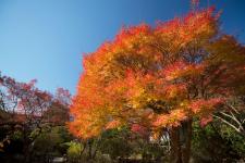 不退寺