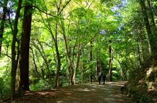 春日山原始林（奈良公園）