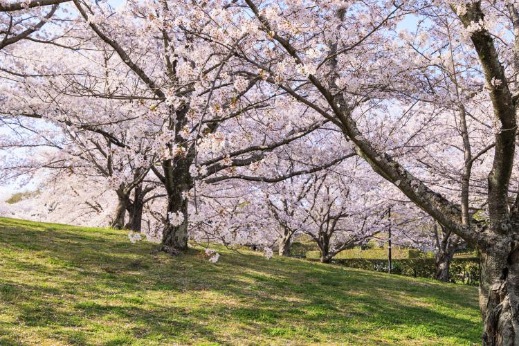 馬見丘陵公園 ドライブコンサルタント