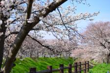 佐保川の桜