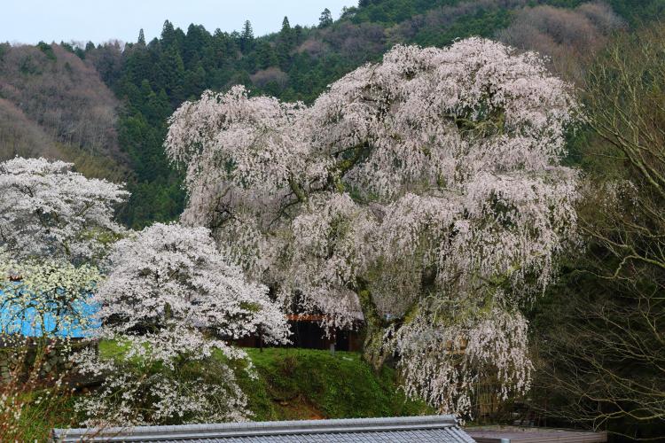 大照寺跡の桜