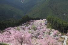 高見の郷