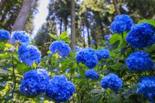 花園あじさい園