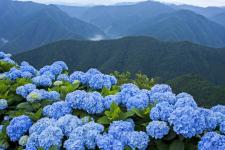 花園あじさい園