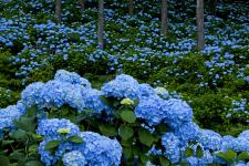 花園あじさい園