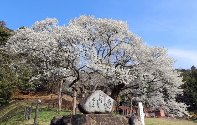 三隅大平桜
