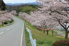 野坂桜並木