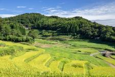 中垣内の棚田