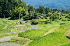 山王寺の棚田