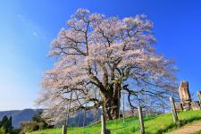 醍醐桜