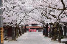 がいせん桜