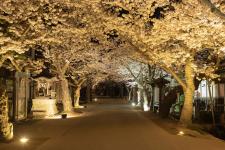 がいせん桜
