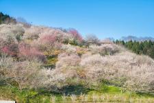 梅の里公園