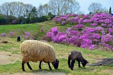 渋川動物公園