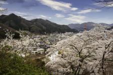 城山公園の桜