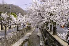 紺屋川美観地区