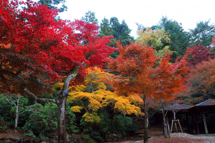 宮島(弥山地区)