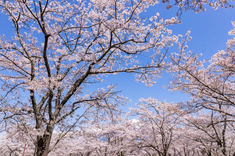 尾関山公園